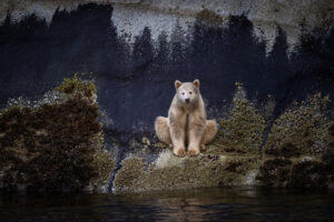 Spiritual Bear fotografado no Canadá