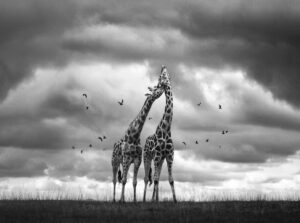 Girafas em preto e branco na África, foto escolhida para homenagem a Jane Goodall
