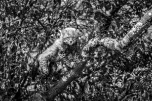 Guepardo sobre galho de árvore na África, fotografia da natureza