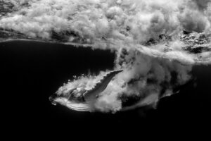 Baleia jubarte em preto e branco registrada em Tonga, foto da vida selvagem escolhida pelo projeto Vital Impacts