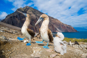 Booby de patas azuis de Galápagos, foto da natureza escolhida em coletânea de fotógrafas mulheres