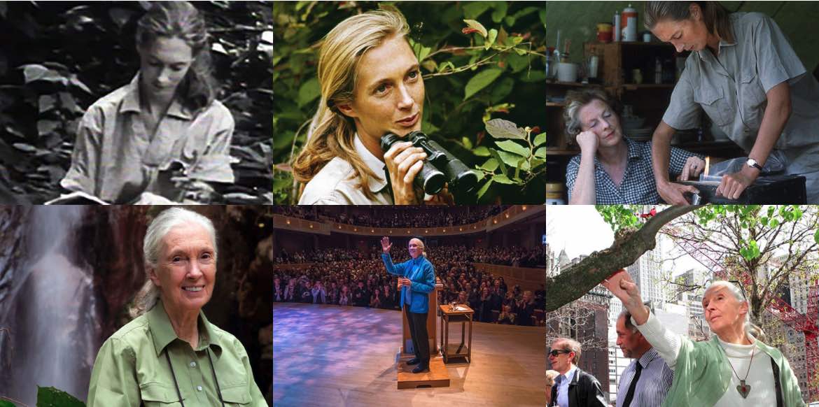 Jane Goodall primatologista homenagem 90 anos 