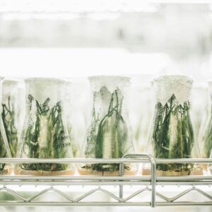 Plantas crescendo em laboratório de ciências
