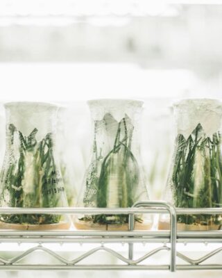 Plantas crescendo em laboratório de ciências