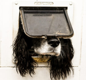 Foto cão entalado vencedora concurso fotografias engraçadas de pets 