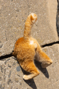 Gato entalado no muro, imagem vencedora de concurso de fotos engraçadas de pets 