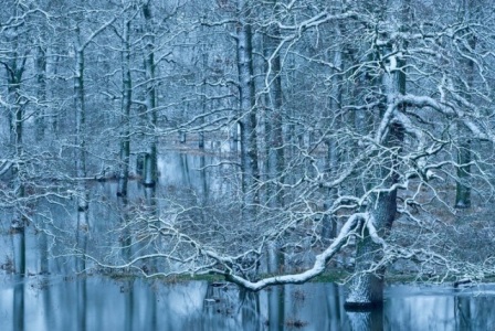 ‘Inverno na floresta alagada’, foto premiada em concurso de fotografia da natureza, mostra árvores cobertas pela água do rio Elba, na Alemanha, durante uma enchente de inverno.