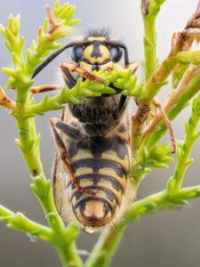 Uma vespa em um árvore conífera, foto selecionada na categoria Retratos do concurso de fotos de insetos