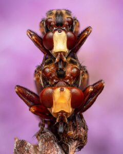 Moscas machos e fêmeas abraçados após acasalamento, foto selecionada na categoria comportamento do concurso de fotos de insetos