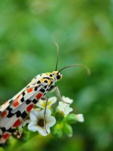 Mariposa branca com manchas coloridas descansa em uma flor, foto selecionada na categoria jovem e tirada com smartphone do concurso de fotos de insetos