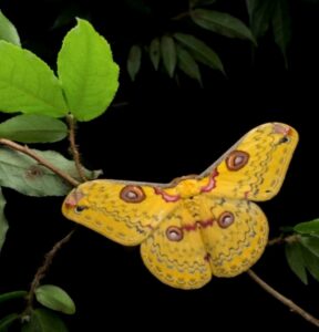 Borboleta imperador dourada descansando, foto selecionada na categoria Meio Ambiente do concurso de fotos de insetos