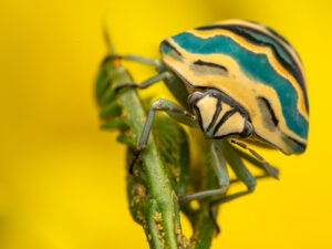 Um inseto de Picaso descansa em um galho, foto selecionada na categoria retratos do concurso de fotos de insetos