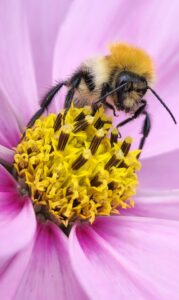 Uma abelha colhendo pólen de uma flor, foto selecionada na categoria smartphone do concurso de fotos de insetos