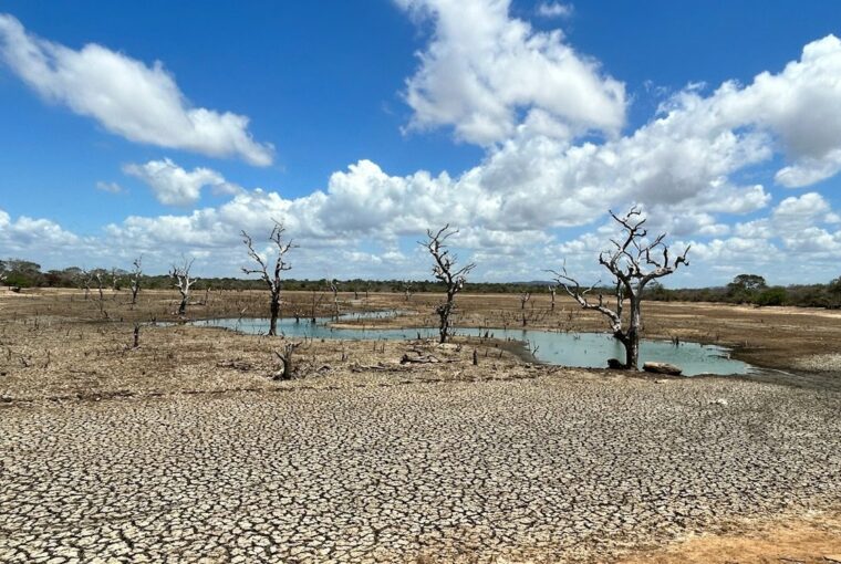 Terra desertificada, tema do Dia Mundial do Meio Ambiente 2024