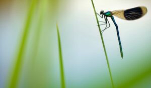 Uma libélula descansa na grama, foto vencedora da categoria jovem do concurso de fotos de insetos