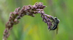 Uma mosca comendo outra mosca, foto selecionada no segundo lugar da categoria jovem do concurso de fotos de insetos