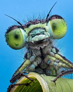 Libélula coberta de orvalho, foto selecionada na categoria retrato do concurso de fotos de insetos