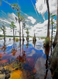 Ciprestes com o céu refletido na água foi uma das fotos de natureza finalista do Conservation Foundation of the Gulf Coast