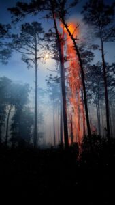 A lua, uma árvore em chamas com as caindo foi a imagem vencedora da categoria Arte da Natureza do concurso de fotos da Flórida