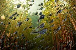 Girinos nas águas de um lago no Canadá. A foto de natureza venceu na categoria Vida Aquática do concurso Big Picture