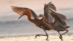 Duas aves pescando. A foto foi finalista no concurso de fotos de natureza da Flórida