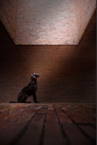Cachorro parada em uma igreja. Foto foi premiada na categoria animais domésticos do Color Photography Contest