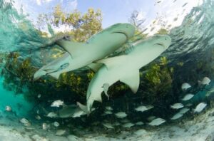 Tubarões nadando em área de manguezais nas Bahamas