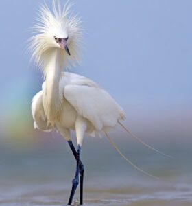 O retrato de uma garça foi a foto vencedora do concurso de fotos de natureza da Flórida