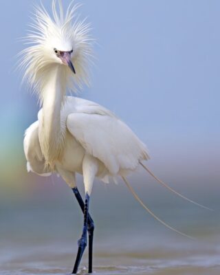 O retrato de uma garça foi a foto vencedora do concurso de fotos de natureza da Flórida