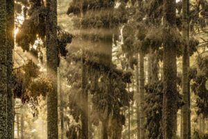 Um bando de borboletas Monarcas descansando nas árvores da Reserva da Biosfera no México foi a imagem vencedora do prêmio de fotos de natureza Big Pictures