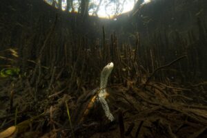 Tartaruga emerge da sua toca subterrânea no mangue no golfo da Flórida