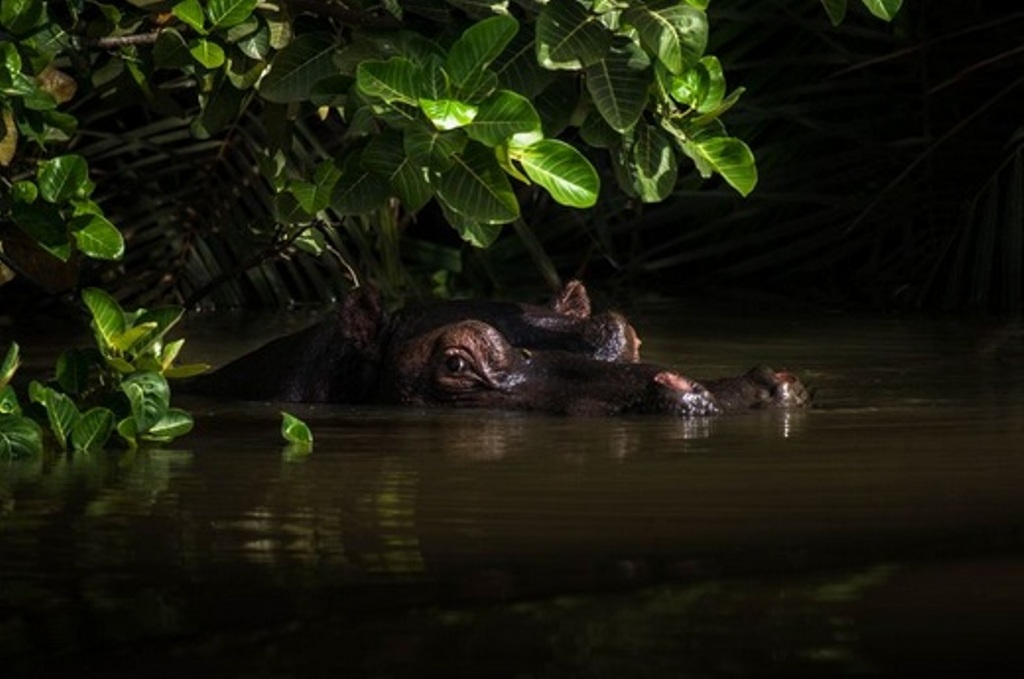 Hipopótamo no mangue com mosca pousada no olho