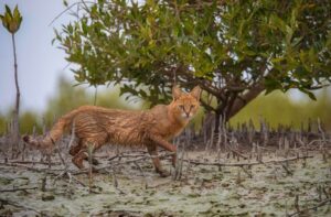 Gato selvagem no manguezal de Bandar Abbas, no Irã. A foto recebeu menção honrosa no concurso de fotos de manguezais