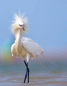 O retrato de uma garça foi a foto vencedora do concurso de fotos de natureza da Flórida