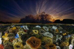 Anêmonas-da-areia e suas lindas cores. A imagem capturada na África do Sul, venceu na categoria Paisagens aquáticas do concurso Big Picture