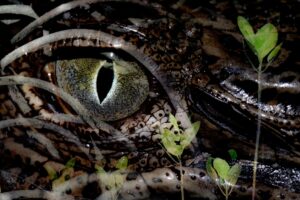 Olha de um crocodilo em destaque, foto premiada na categoria Jovem Fotógrafo no prêmio de fotos de animais em manguezais