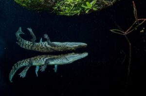 Reflexo do crocodilo no espelho d'água de uma lagoa de mangue