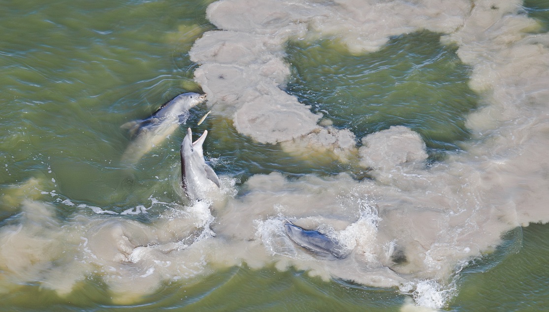 Golfinhos cercam peixes no mangue. A imagem venceu a categoria Manguezais e Vida Selvagem do prêmio de fotos de manguezais