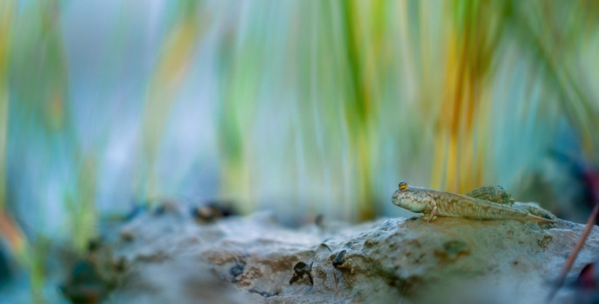 Uma espécie de peixe anfíbio parado em um manguezal. A foto foi vice-campeão na categoria manguezais e vida selvagem