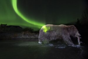 Urso pardo com salmão na boca e a Aurora Boreal. A foto de natureza foi capturada no Canadá