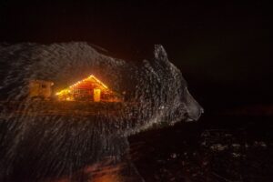 Urso e uma cabana iluminada no norte do Canadá. A imagem mostra a relação dos animais, humanos e natureza