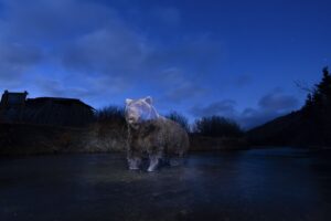 Urso pardo pescando em um lago no Canadá. A foto de natureza foi premiada no Big Picture