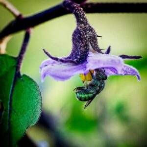 Uma abelha colhendo o pólen de uma flor lilás. A imagem é finalista no concurso de fotos de natureza da Flórida