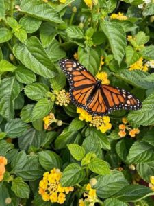 Uma borboleta laranja entre flores amarelas foi a imagem vencedora da categoria Perspectiva Jovem do concurso de fotos de natureza