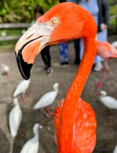 Retrato de um flamingo foi uma das fotos de natureza finalistas