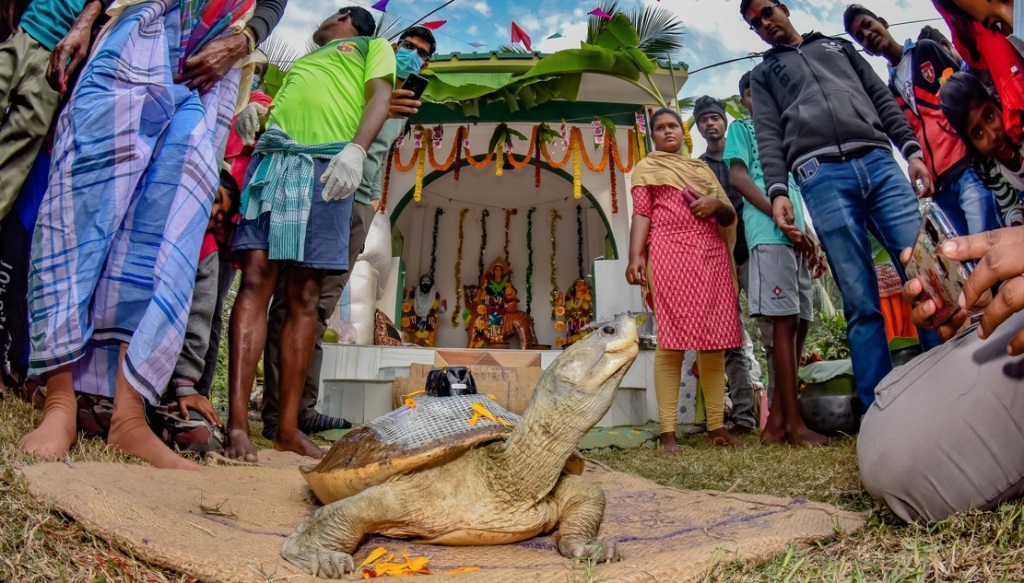 Tartaruga com 'marcador de satélite' cercada por pessoas antes de ser liberada de volta ao mangue na Índia. Imagem premiada no concurso de fotos de manguezais