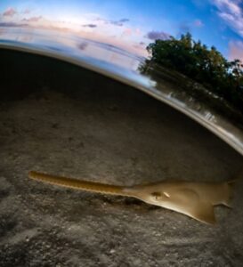 Peixe-serra descansa nas águas do mangue em Flórida Keye