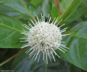 Um tipo de arbusto branco, redondo e com várias hastes é uma das finalistas na categoria Perspectivas Jovem do concurso de fotos de natureza da Flórida