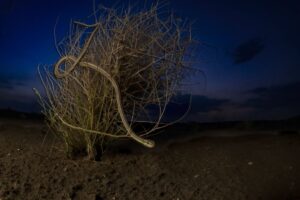 Uma cobra dorme camuflada em um arbusto no Deserto de Thar, na Índia. A imagem foi vencedora da categoria Vida Selvagem do prêmio Big Picture