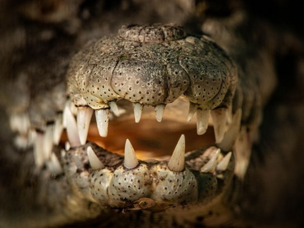 Close da boca de um crocodilo no Santuário de Crocodilos El Cora, em Bucerias, em Nayarit, México